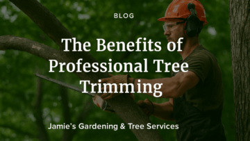 Why Professional Tree Care Matters for Your Property